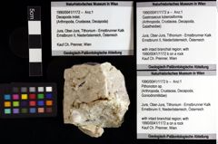 Foto (Objket + Etiketten) von Pithonoton sp. 